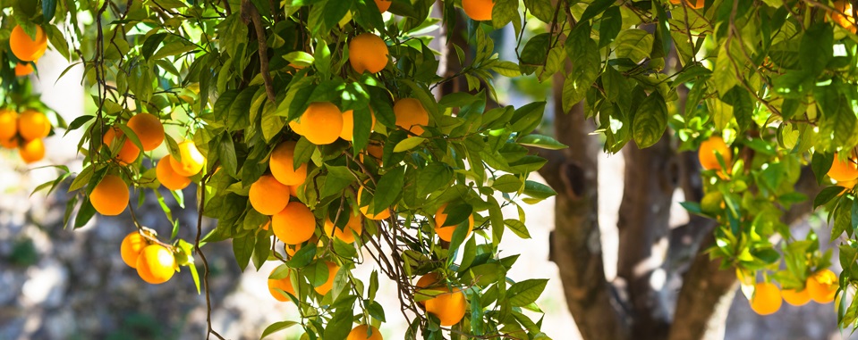 fruit tree.jpg fruit tree.jpg