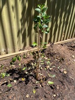 Drooping lily Pilly.jpg Drooping lily Pilly.jpg