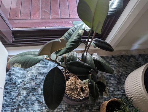 1000040780.jpg 1000040780.jpg