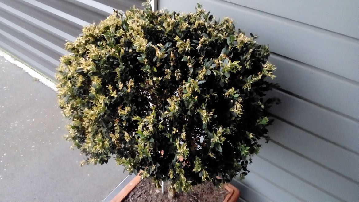 P_20241123_195508.jpg P_20241123_195508.jpg