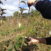 5. Apple- prune leader for spurs.jpg 5. Apple- prune leader for spurs.jpg