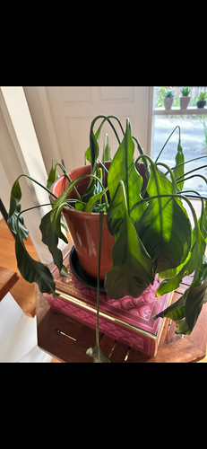 IMG_4659.png IMG_4659.png