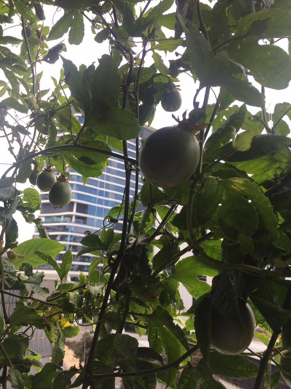 16667888_10154070771792434_1652407053_o.jpg 16667888_10154070771792434_1652407053_o.jpg