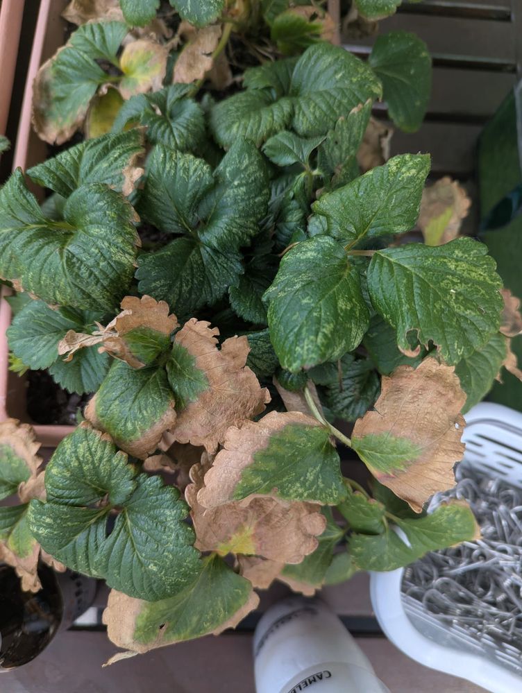 strawberry plant 1.jpeg strawberry plant 1.jpeg