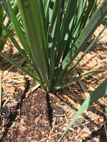 C536AD3D-74B7-4E0B-9700-6E7F9A44E585.jpeg C536AD3D-74B7-4E0B-9700-6E7F9A44E585.jpeg