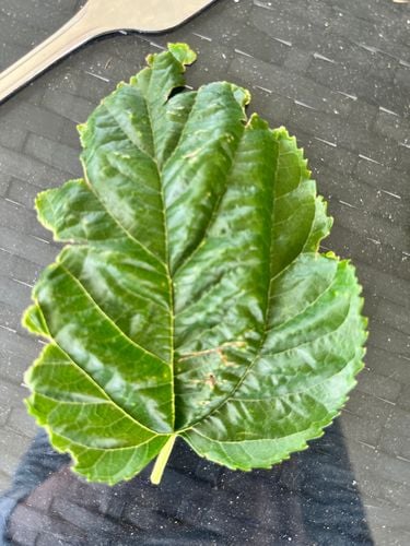 IMG_0485.jpeg IMG_0485.jpeg