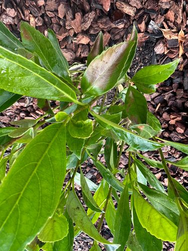 4AA37D11-2A1F-4BC2-BDB5-7BACAA738E7D.jpeg 4AA37D11-2A1F-4BC2-BDB5-7BACAA738E7D.jpeg