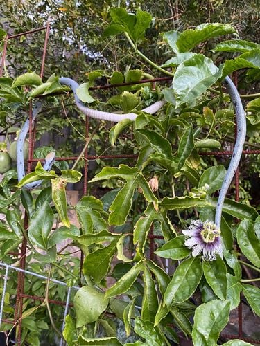 E869237A-C3AF-4EDC-803A-18055D5B3B8E.jpeg E869237A-C3AF-4EDC-803A-18055D5B3B8E.jpeg