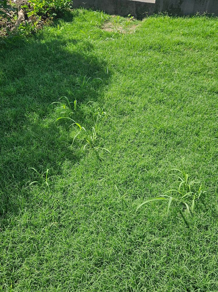 Lawn2.jpg Lawn2.jpg
