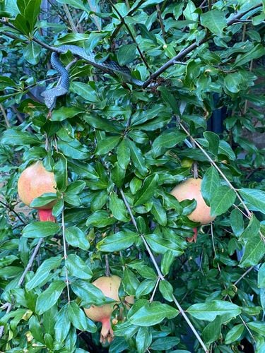 FC9678D5-715B-4238-A9B2-36712DA1346B.jpeg FC9678D5-715B-4238-A9B2-36712DA1346B.jpeg