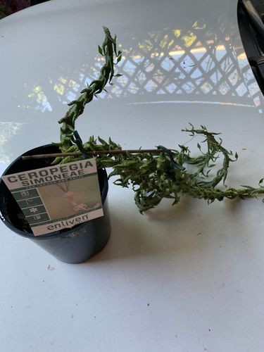 5BEE0D50-4A72-46D9-89CB-1A9F20153AA8.jpeg 5BEE0D50-4A72-46D9-89CB-1A9F20153AA8.jpeg