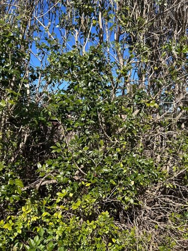 IMG_7043.jpeg IMG_7043.jpeg