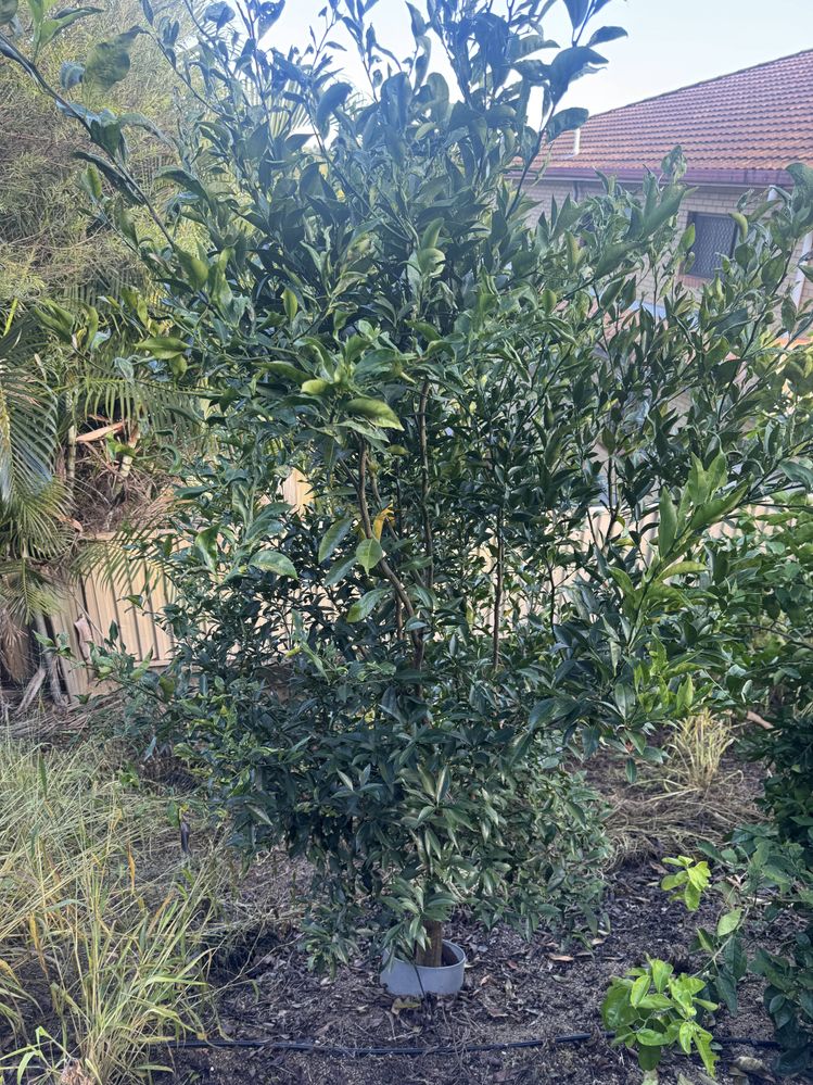 IMG_2718.jpg IMG_2718.jpg