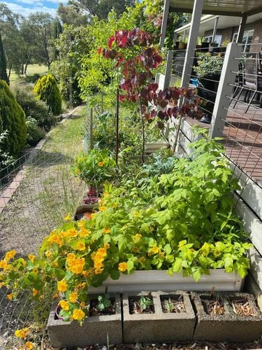 052BC404-ACA9-4030-B4B0-044B5404291A.jpeg 052BC404-ACA9-4030-B4B0-044B5404291A.jpeg