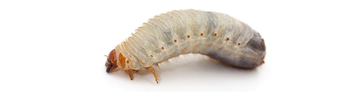 How to control curl grubs and army worms.png How to control curl grubs and army worms.png