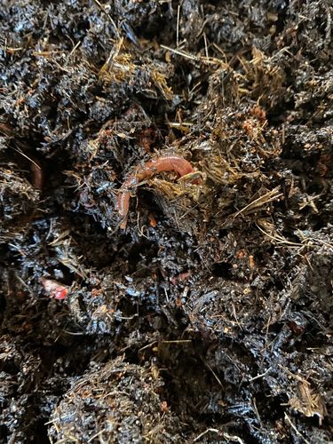 3BD912E1-2653-4A0A-8337-63FCD524C378.jpeg 3BD912E1-2653-4A0A-8337-63FCD524C378.jpeg