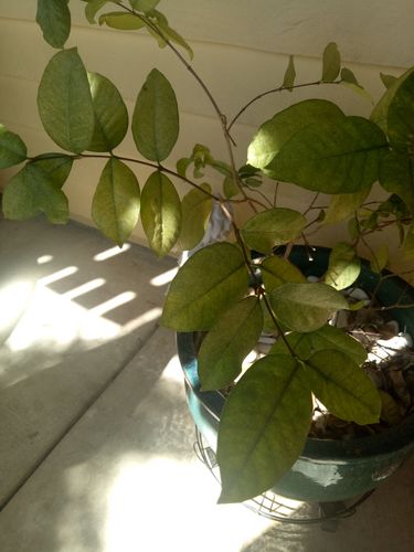 IMG20200420111630.jpg IMG20200420111630.jpg