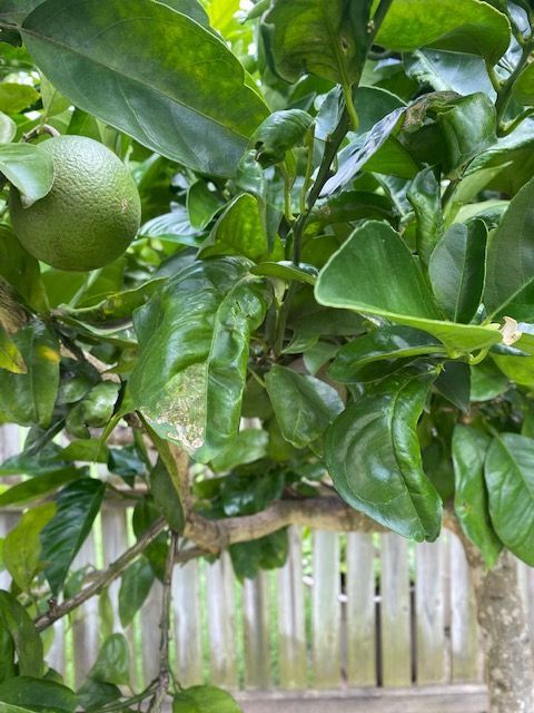 Citrus-tree3.jpg Citrus-tree3.jpg