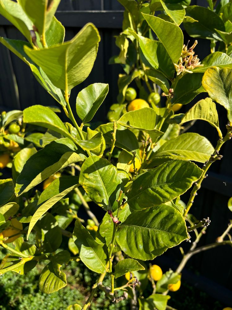 IMG_8866.jpeg IMG_8866.jpeg