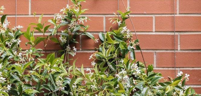 Finished_vertical_green_wall_as_jasmine-becomes-more-established.jpeg Finished_vertical_green_wall_as_jasmine-becomes-more-established.jpeg