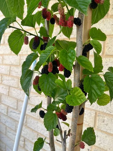 IMG_0491.jpeg IMG_0491.jpeg