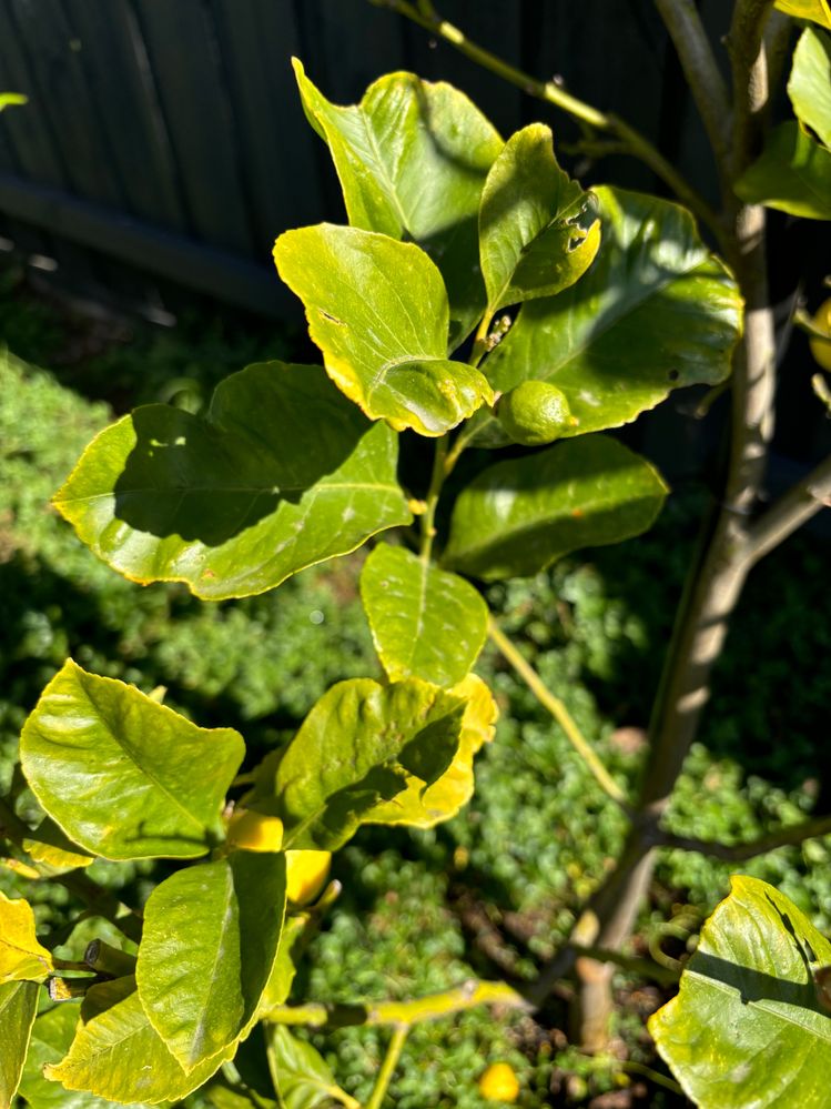 IMG_8868.jpeg IMG_8868.jpeg