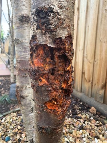 64963460-D02F-42FD-81AD-9510B0A4FD93.jpeg 64963460-D02F-42FD-81AD-9510B0A4FD93.jpeg