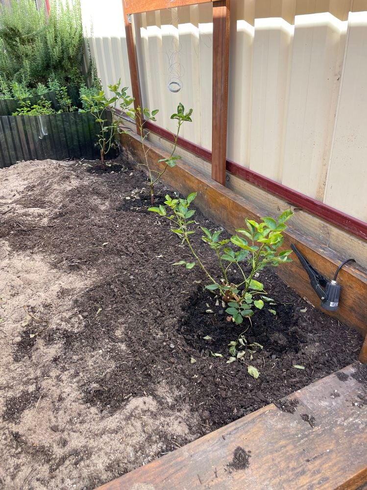 IMG_9109.jpg IMG_9109.jpg