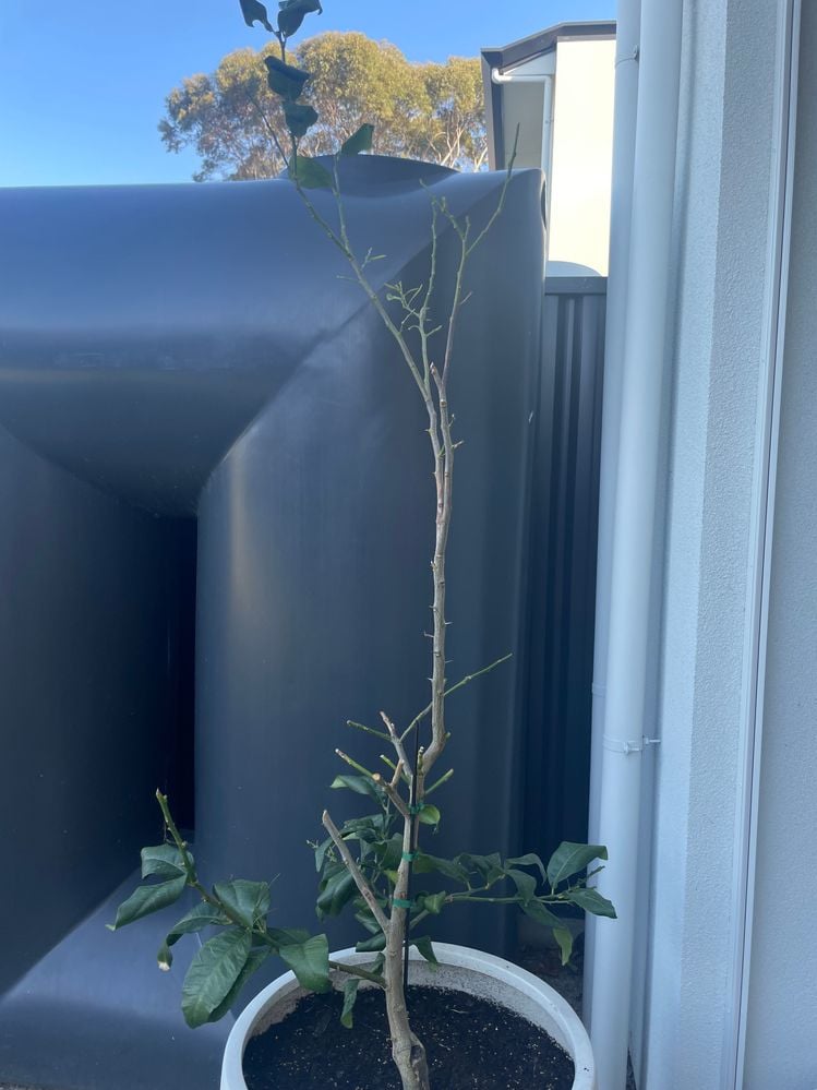 Image (15).jfif Image (15).jfif