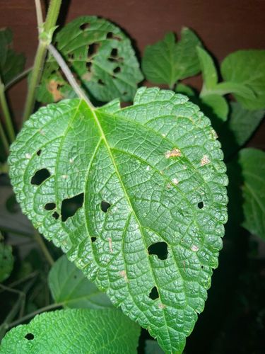 915D718D-3A54-4EA2-8D2C-0E2A20F9F1EC.jpeg 915D718D-3A54-4EA2-8D2C-0E2A20F9F1EC.jpeg