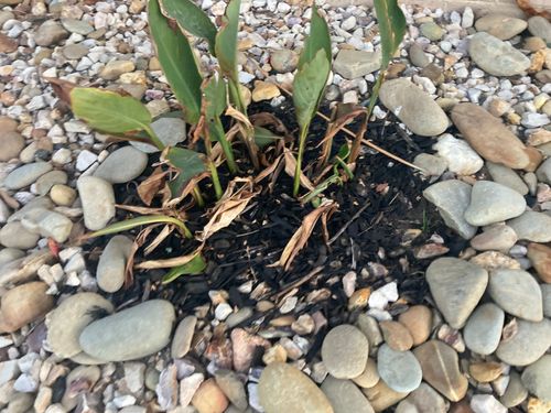 IMG_1293.jpeg IMG_1293.jpeg