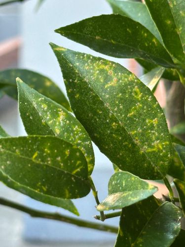 IMG_3601.jpeg IMG_3601.jpeg