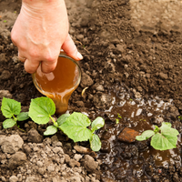 5.2 Applying fertiliser from a container.png 5.2 Applying fertiliser from a container.png
