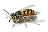 European_wasp_white_bg.jpg European_wasp_white_bg.jpg