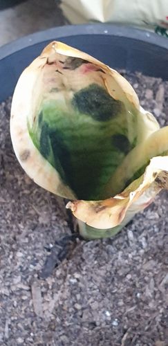 20240804_084435.jpg 20240804_084435.jpg