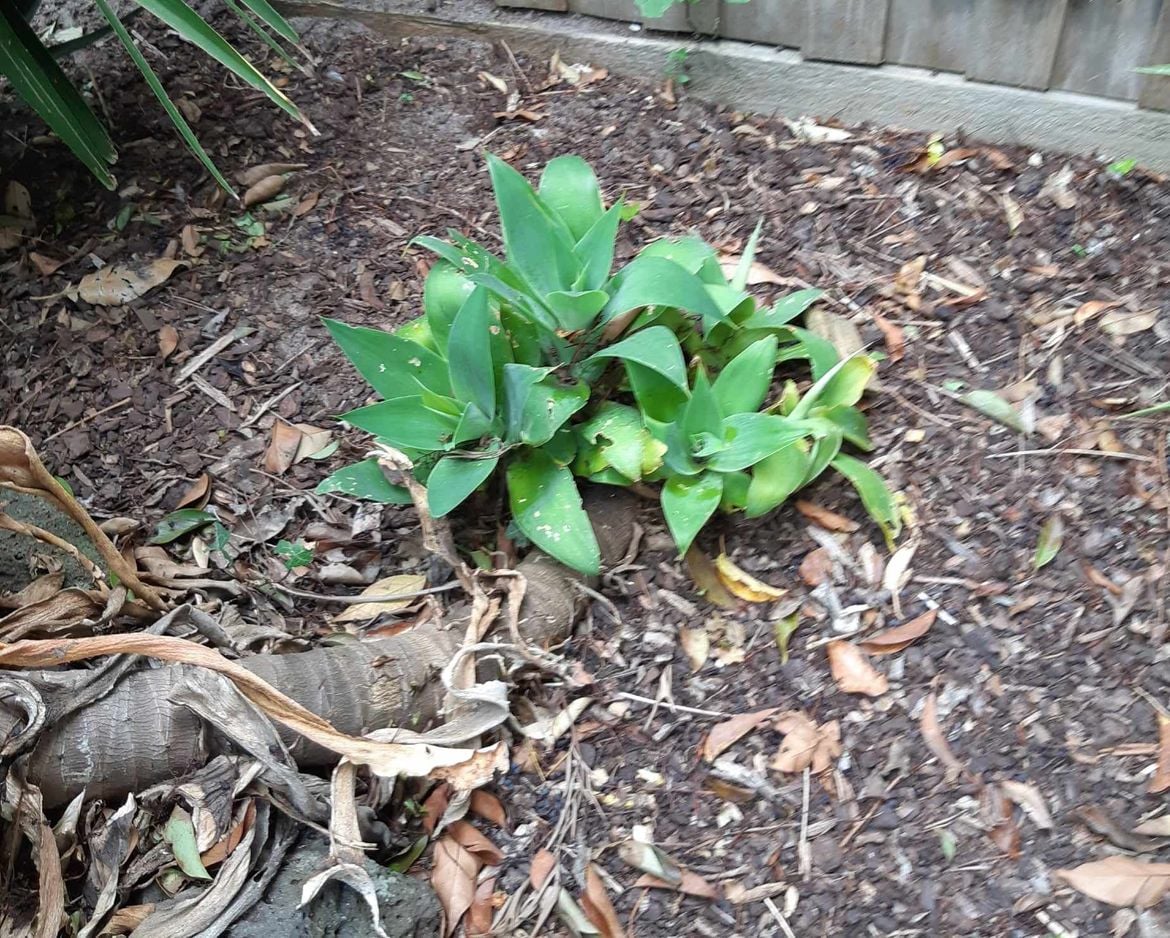 Agave Pups.jpg Agave Pups.jpg