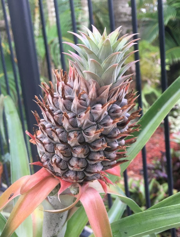 piney2.JPG piney2.JPG