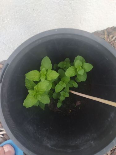 IMG_20240228_194122.jpg IMG_20240228_194122.jpg