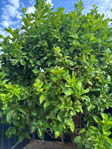 IMG_4446.jpeg IMG_4446.jpeg