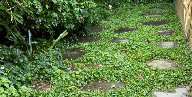 bluestone.png bluestone.png