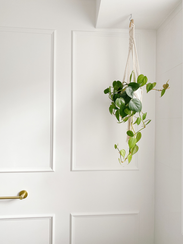wainscot wall hanging plant.png wainscot wall hanging plant.png