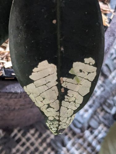 1000040783.jpg 1000040783.jpg