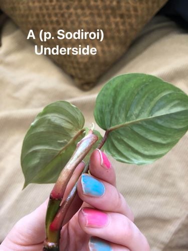 E9738A9F-B659-416E-B075-2358833AAC36.jpeg E9738A9F-B659-416E-B075-2358833AAC36.jpeg