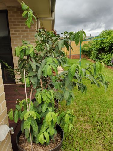 IMG_20200308_121046.jpg IMG_20200308_121046.jpg