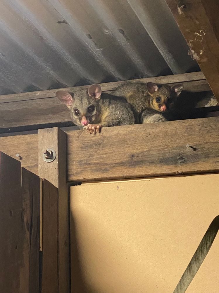 8558DD32-DE59-4093-9AB5-8FCA16EDF3B4.jpeg 8558DD32-DE59-4093-9AB5-8FCA16EDF3B4.jpeg