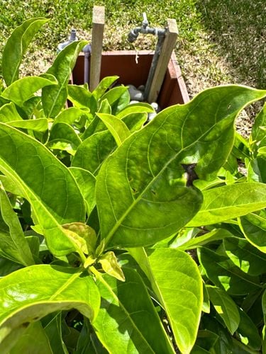 IMG_0815.jpeg IMG_0815.jpeg