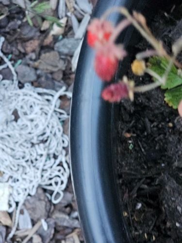 1000035737.jpg 1000035737.jpg