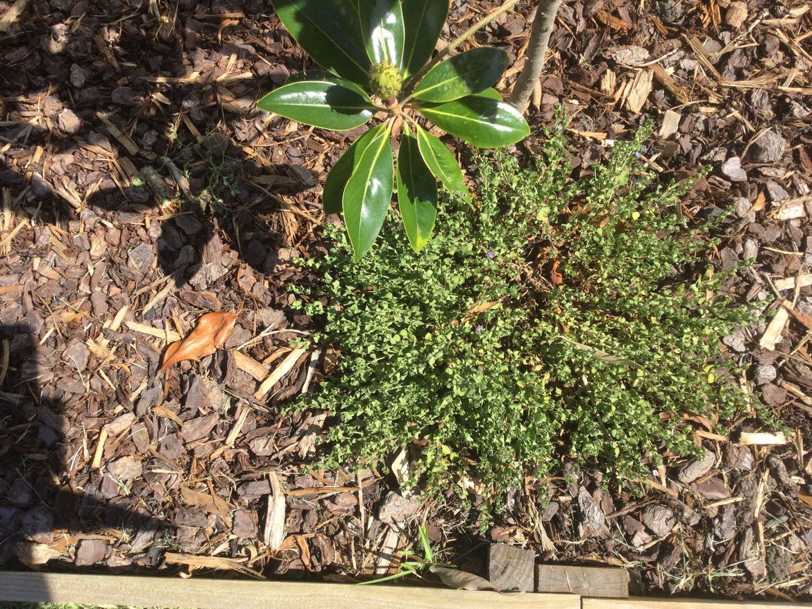 24F88B92-9447-4C89-9E90-437B9033AC4A.jpeg 24F88B92-9447-4C89-9E90-437B9033AC4A.jpeg