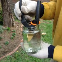 1. Dip secateurs at end.JPG 1. Dip secateurs at end.JPG