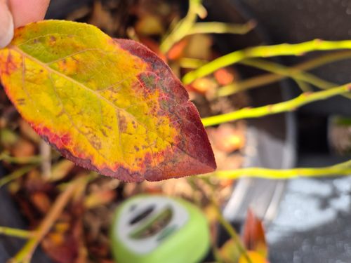 1000097125.jpg 1000097125.jpg